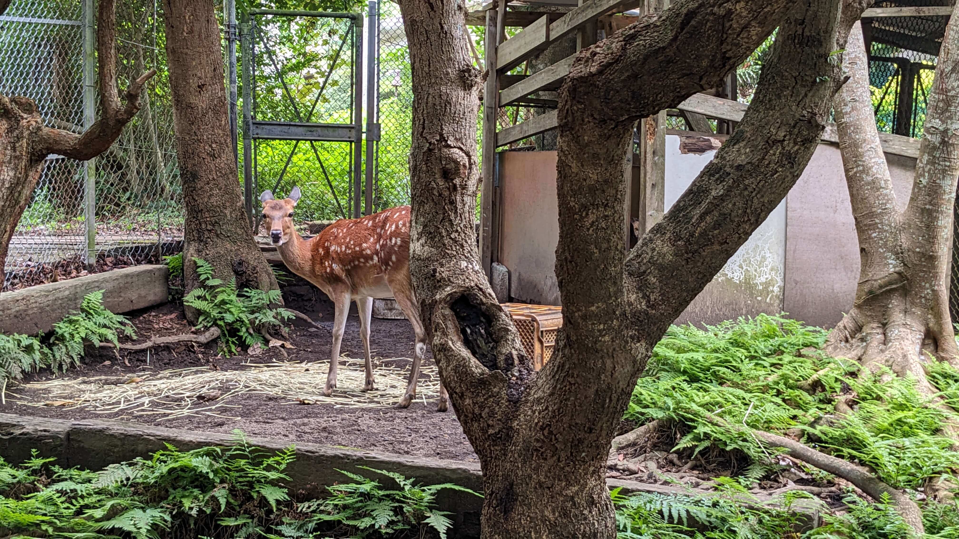 動物たち サムネイル 3