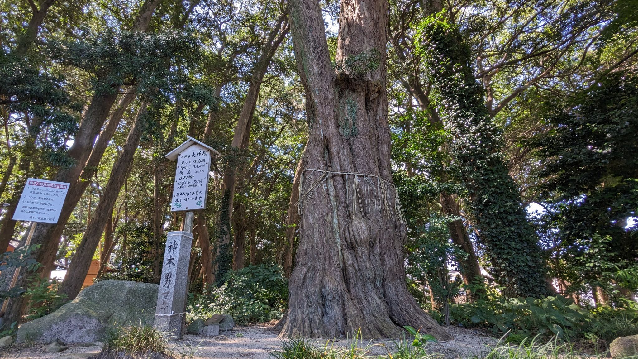 神木男 マキ
