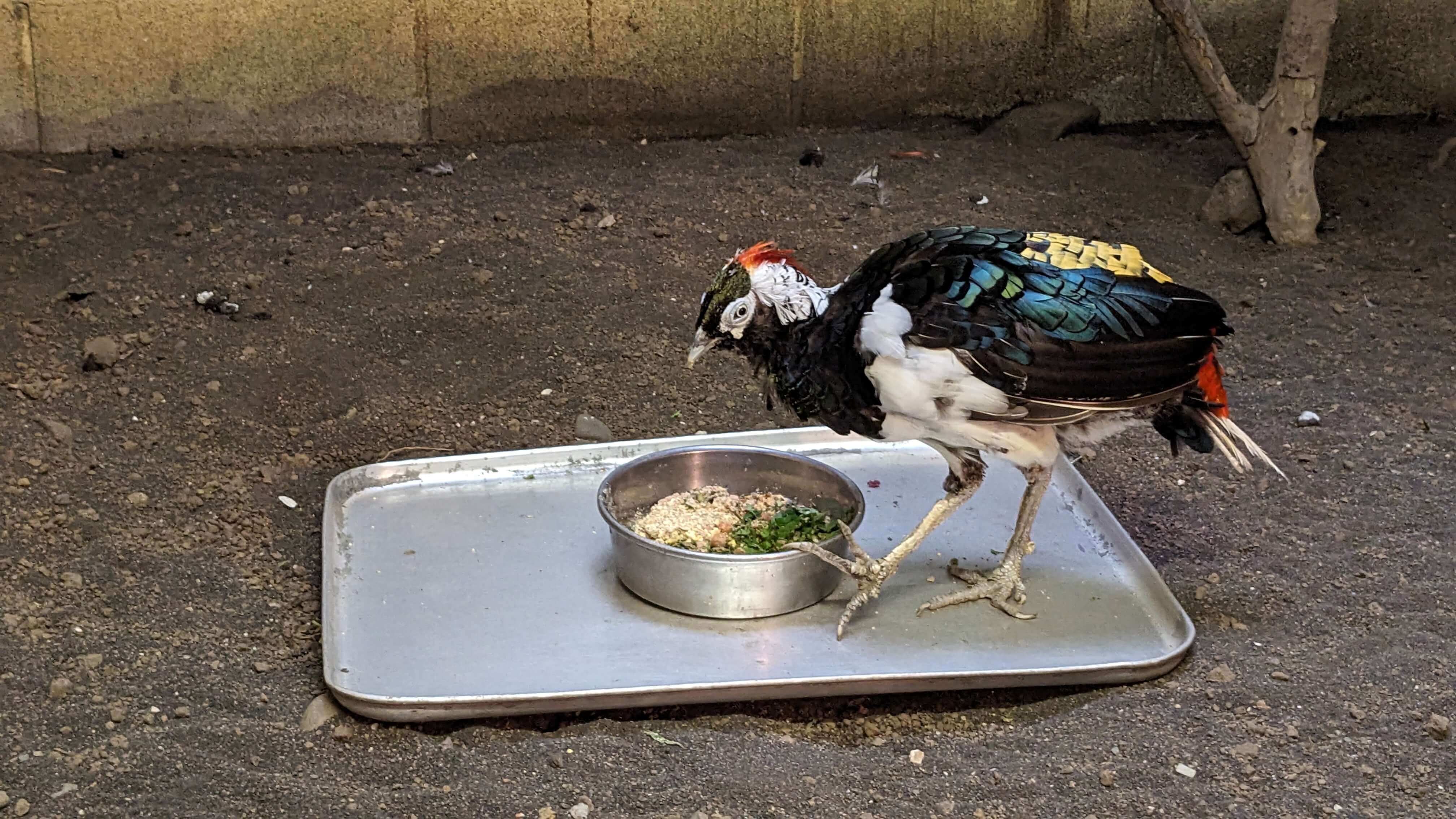 動物たち サムネイル 9
