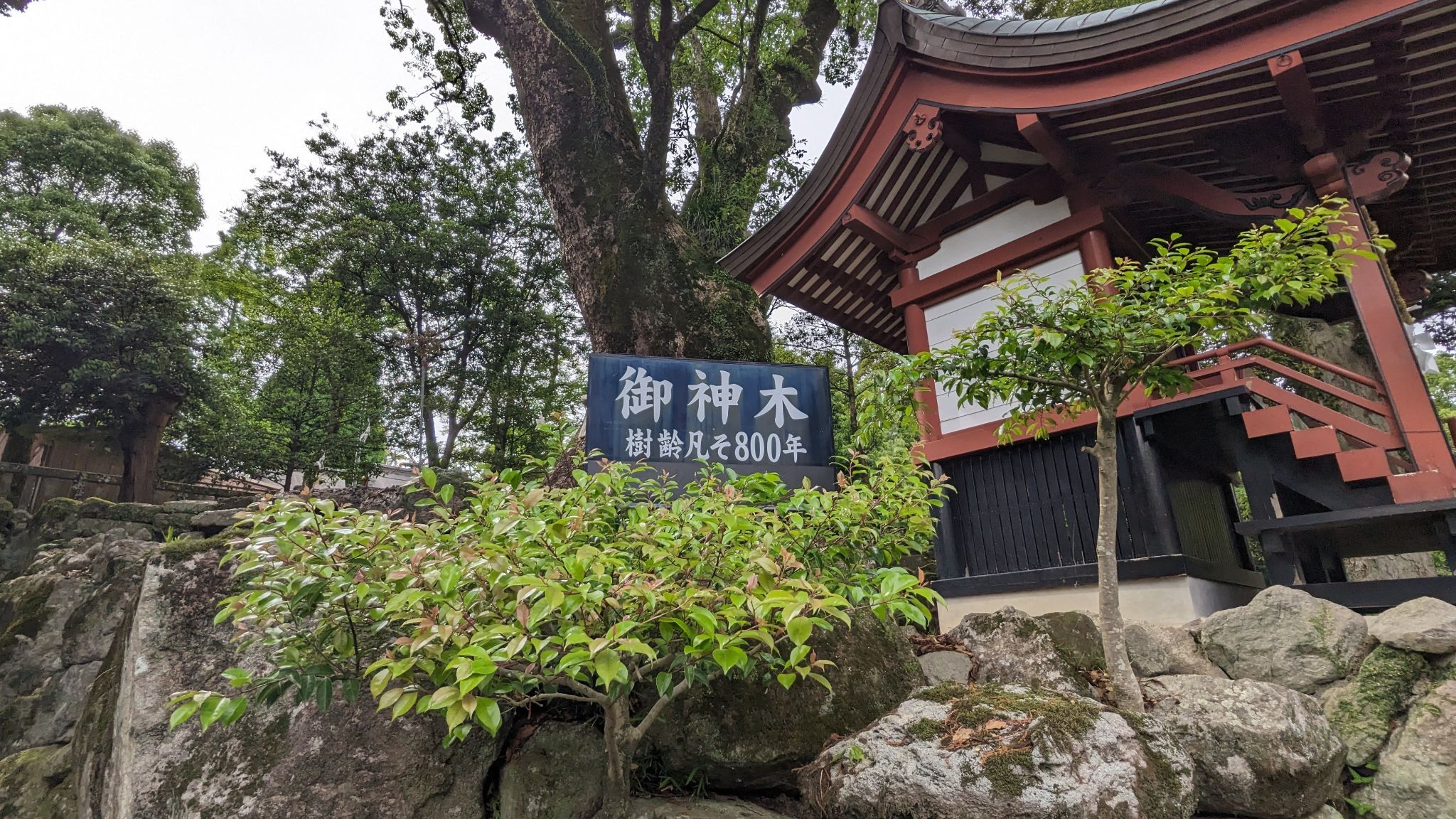 御神木