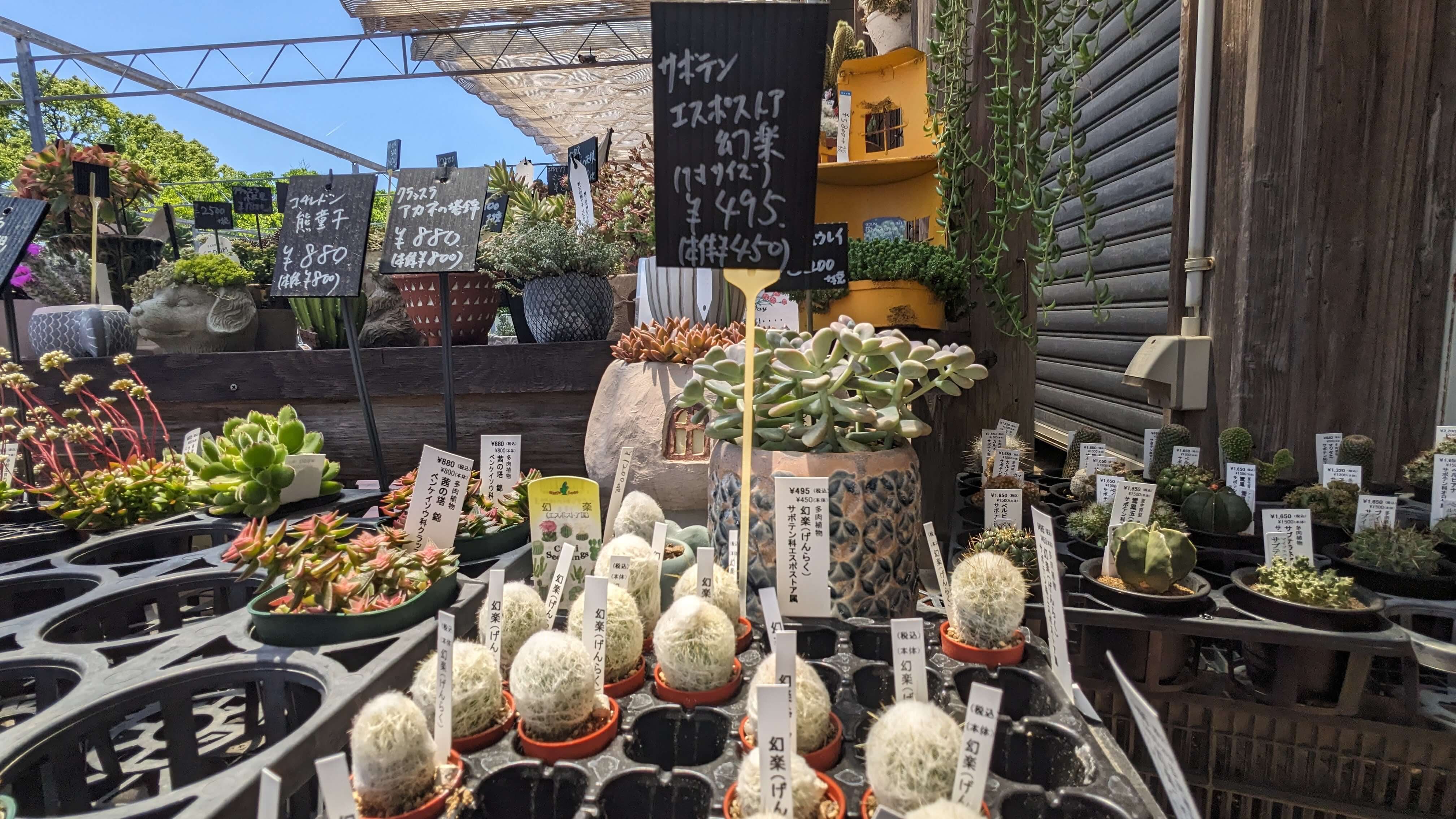 多肉植物工房 花安 サムネイル 5