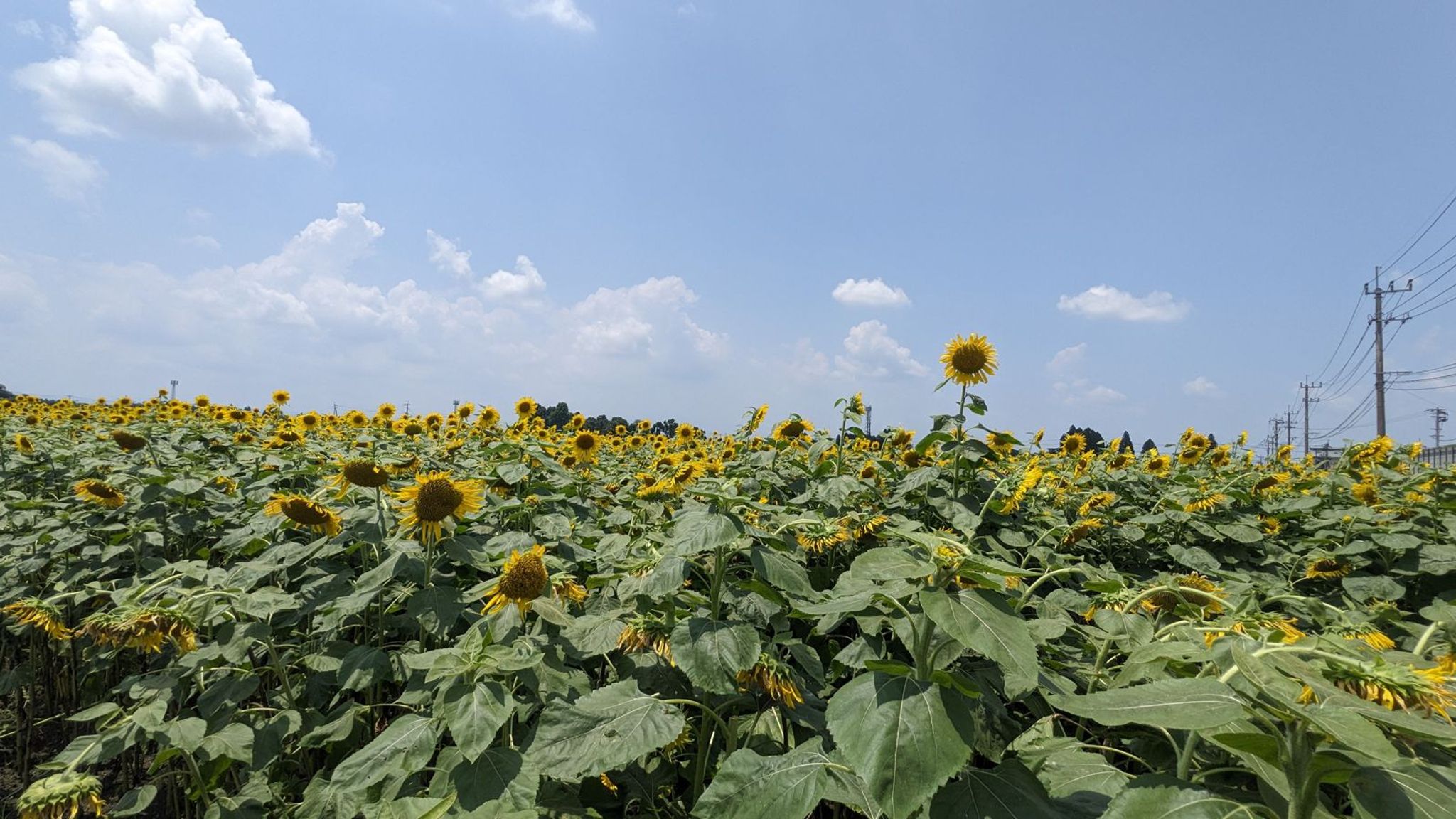 太陽ファーム ひまわり畑 サムネイル 3