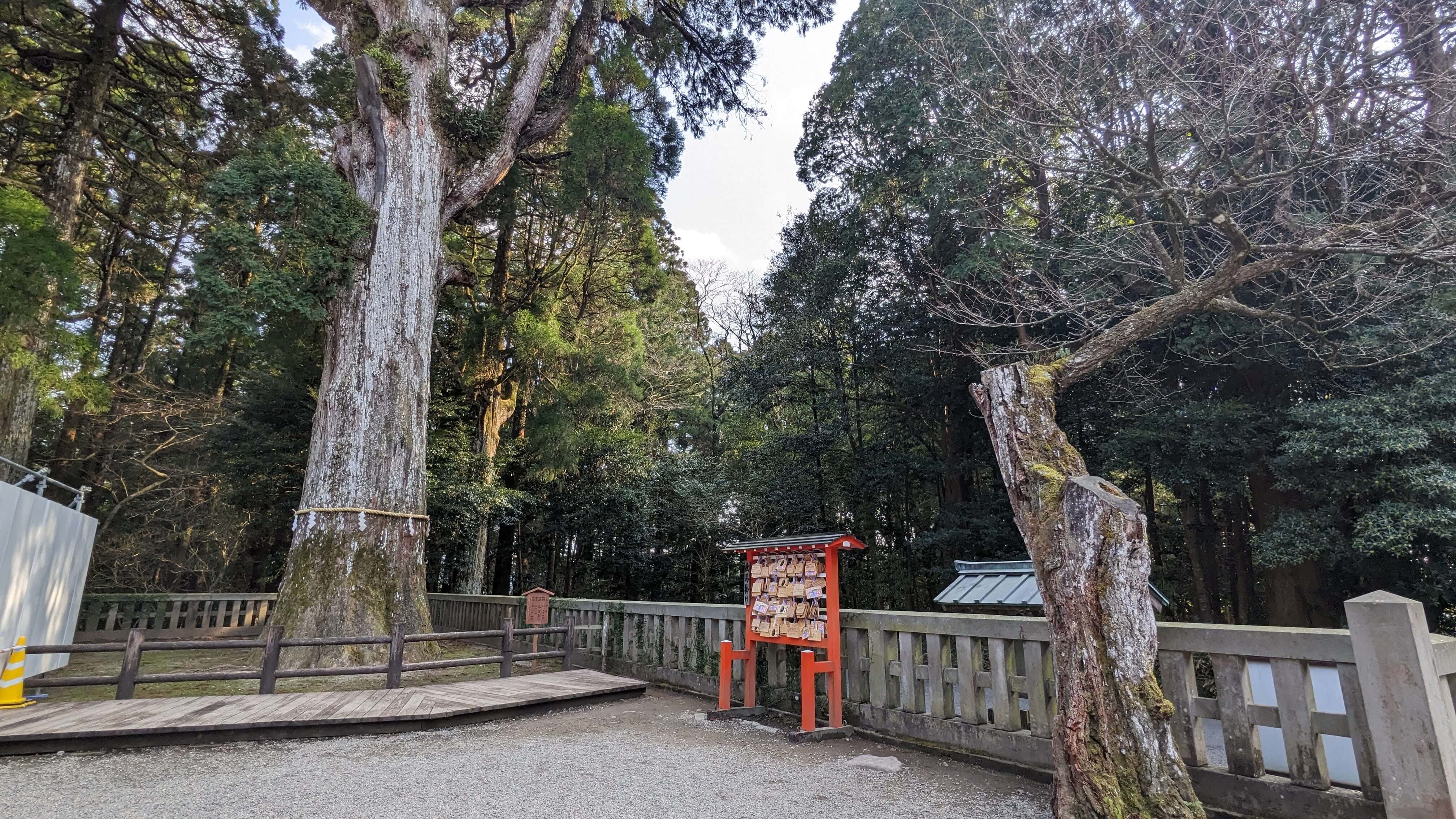 霧島神宮の御神木 サムネイル 2